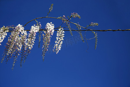 紫藤藤蔓盛开，开着鲜艳的白色花朵。