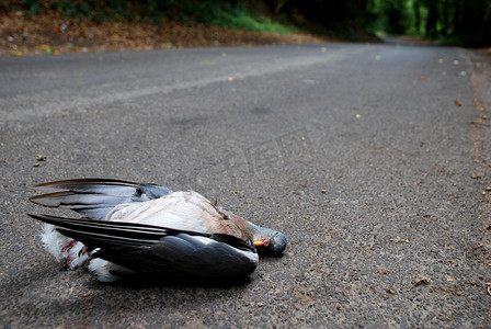 伤害野生动物摄影照片_在乡间小路上杀人