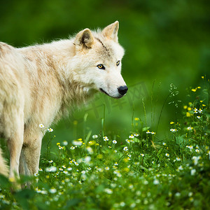 北极狼 (Canis lupus arctos) 又名北极狼或白狼