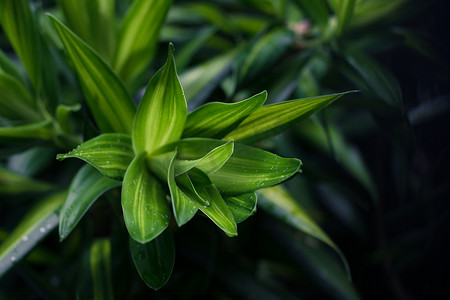 龙血树属植物绿色叶子关闭为背景。