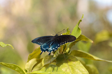 Pipevine Swallowtail 蝴蝶 Battus philenor