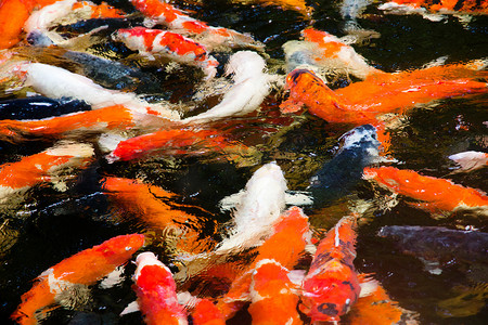 五颜六色的锦鲤鱼群在池塘里游泳