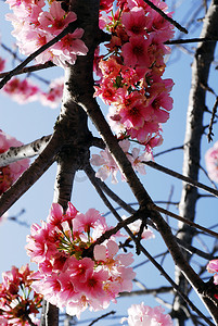 粉色的樱桃花摄影照片_粉红色的樱桃花