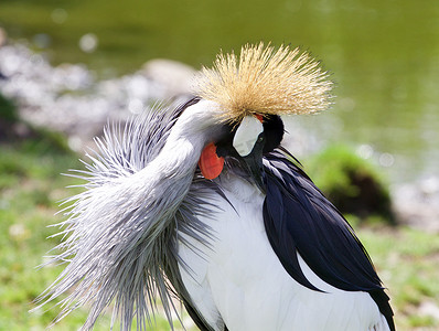 东非冠鹤在他的羽毛中发现了一些东西