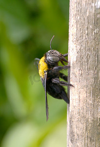 竹枝上大黄蜂的特写镜头。