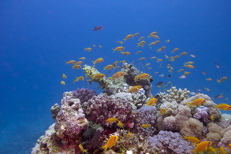 五颜六色的珊瑚礁与异国情调的鱼 anthias 在热带海底的蓝色水背景