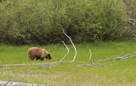 美国黑熊在优胜美地国家公园