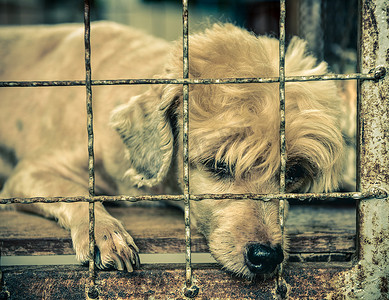 关在笼子里的孤独老狗