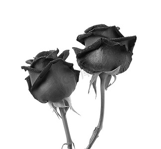 盛开的黑色花摄影照片_白色背景上的黑玫瑰