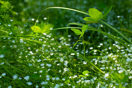 一片绿色的田野，开着精致的白色小花。