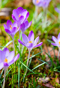 春天的紫色番红花花