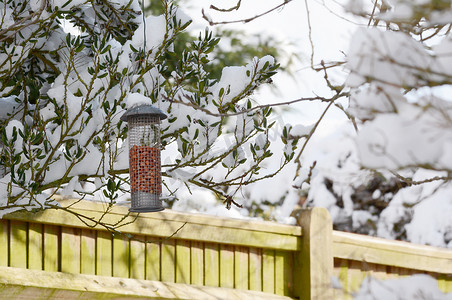 装满花生的喂鸟器挂在多雪的花园里