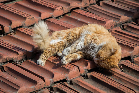 另一张无家可归的流浪猫的画像