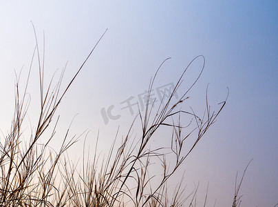 光线风摄影照片_傍晚光线下的干草叶