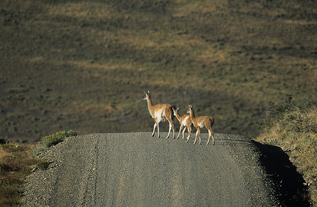 行走的骆驼摄影照片_穿越乡村公路的骆驼