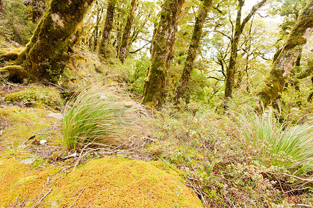 新西兰马尔堡的原始山雨林