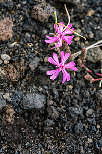 生长在埃特纳火山熔岩，西西里岛的五颜六色的狂放的夏天花