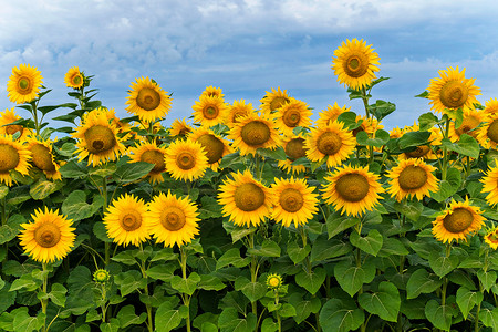 一片明亮的黄色向日葵映衬着蓝天，就像地面上的一束太阳