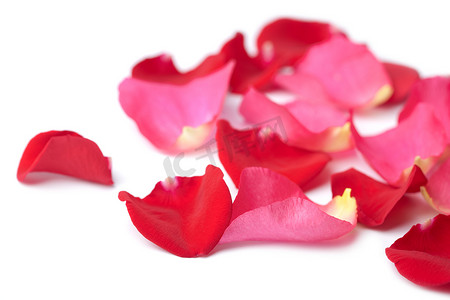 孤立的红色和粉色玫瑰花瓣