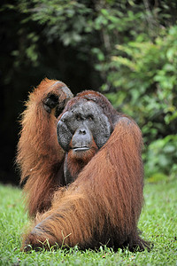 红毛猩猩的成年雄性。