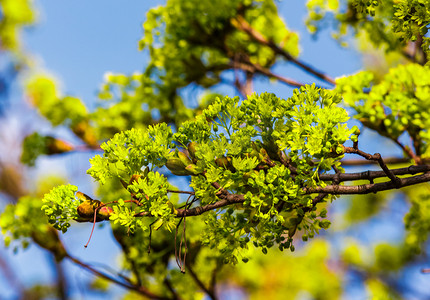 起源摄影照片_树美丽的绿色叶子在春天