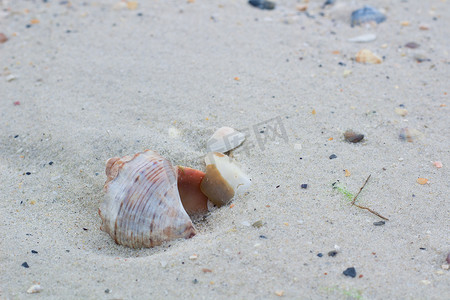 沿海沙质海景上的大贝壳和小蛤蜊
