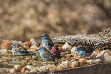 南非克鲁格国家公园的蓝胸蓝胸蓝带鱼和詹姆森火雀