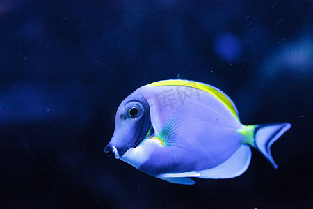 粉蓝塘鱼 Acanthurus leucosternon