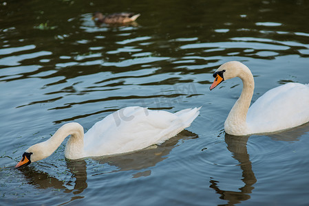 鸭子游泳摄影照片_夏日湖上的白天鹅和鸭子游泳