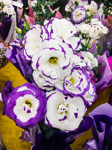 洋桔梗 - 洋桔梗，以草原龙胆草、精致的紫色和白色花朵而闻名。