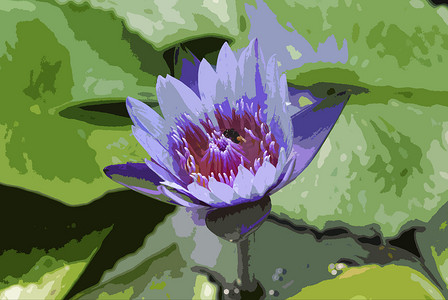 有荷叶的紫色睡莲在池塘
