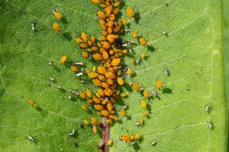 夹竹桃蚜虫 Aphis nerii