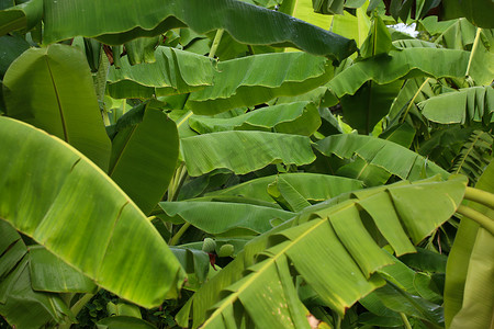 热带芭蕉叶丛林