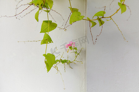 爬山虎背景墙摄影照片_白墙背景上的绿色常春藤叶