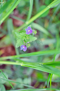 春天绿色小草小花摄影照片_勿忘我，花园里的小花