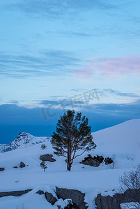 深雪蓝白风景中的树