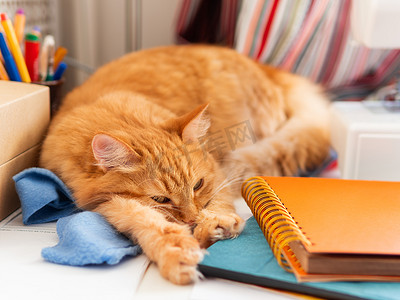 宠物用品电商淘宝摄影照片_可爱的姜黄色猫睡在办公用品中。