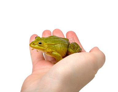 手上的青蛙