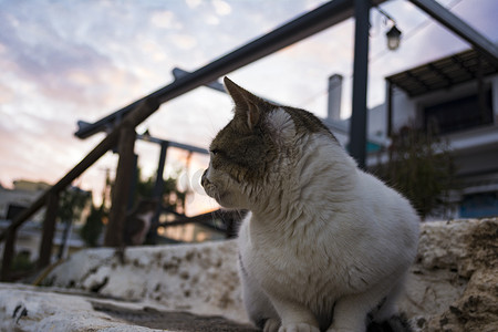坐在希腊克里特岛 Mochlos 村海边的猫