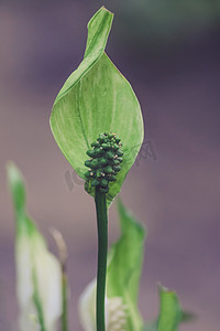和平百合 (Spathiphyllum cochlearispathum)
