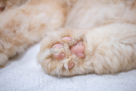 猫爪有助于猫的抓握和移动。