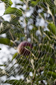 树上的蜘蛛网摄影照片_蜘蛛网挂在树上，晨露滴落
