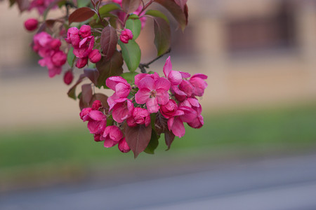 花夏南田