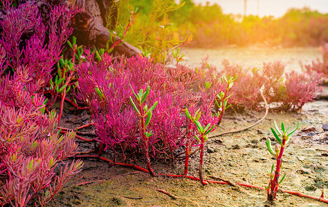 酸性摄影照片_Seablite (Sueda maritima) 在酸性土壤中生长。