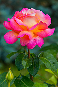 一朵壮丽的玫瑰，长在带刺的多刺茎上，花瓣呈美丽的黄粉色。