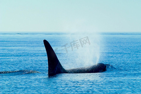 华盛顿州圣胡安群岛的逆戟鲸浮出水面
