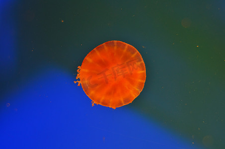水母背景摄影照片_在黑暗的透明的明亮的橙色水母