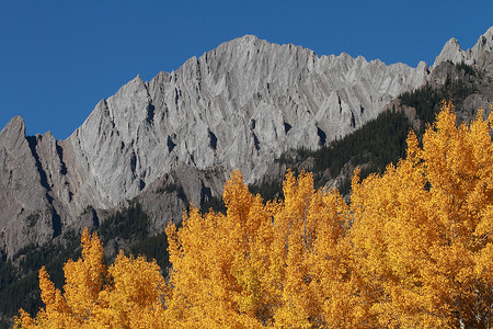 秋天的杨树和山脉