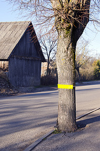 道路附近树上的反射器，用于安全驾驶。