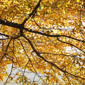 秋天颜色的榆树